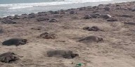 Prodigiosa quinta arribazón de tortuga en Morro Ayutla