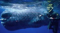 Marine Mammal Protection Act under threat from Republicans