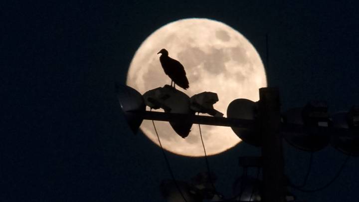 The moon will be a November beaver supermoon. Here are the dates