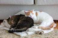 How Cat Sleeps So Brother Doesn’t Have To Move Melts Hearts
