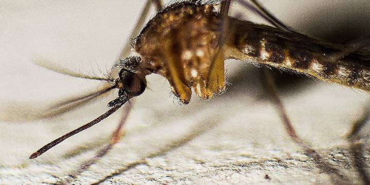 Good Question: Can West Nile virus impact pets?