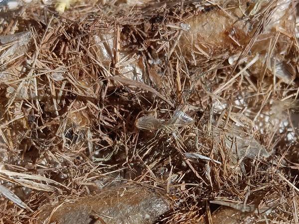 Stone: The common and not-so common horticulture happenings