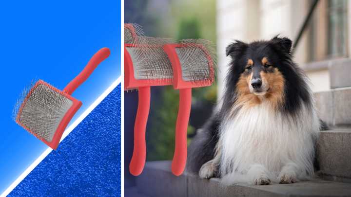 Professional-like grooming for your dog for less than $50 at Amazon