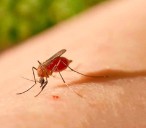 Fiebre de Oropouche: Salud advierte por la presencia del jején en Salta