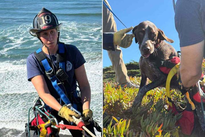 San Francisco Dog Rescued After Spending 20 Minutes Clinging to Side of a Cliff