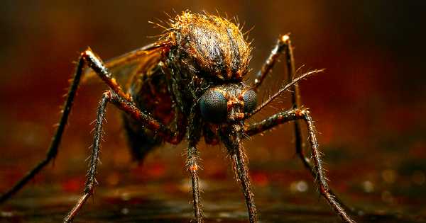Cambia la historia evolutiva: hallaron un "mosquito de agua" de hace 151 millones de años que desafía lo que creíamos del origen de las especies