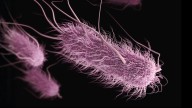 1 in 5 UTIs Can Be Linked to Poor Hygiene in The Kitchen