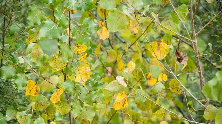 Branch County weather forecast Wednesday calls for cooler temps and a few showers