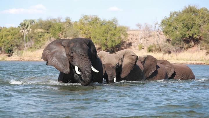 Muere un hombre tras ser embestido por una manada de elefantes salvajes