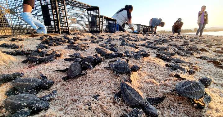 Llaman a respetar nidos de tortugas