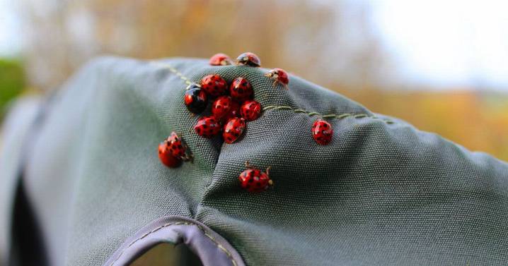 Swarms of ladybirds invading UK homes as expert explains phenomenon
