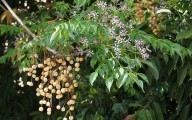 El árbol del paraíso: el fruto tóxico que puede poner en riesgo a tu mascota