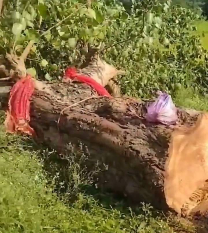 Elderly woman laments cutting of peepal tree she planted 25 years ago; video goes viral