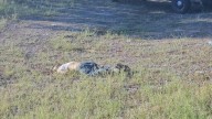 Hallan un muerto en las Curvas del Perico