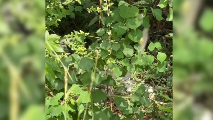 Woman's Drive Turns Into A Heartwarming Rescue After Spotting A White Blur In The Grass In Texas