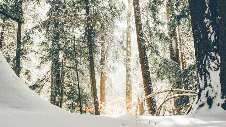 Un investigador meteorológico explica: nieve temprana sin precedentes en décadas y un invierno severo a la vista