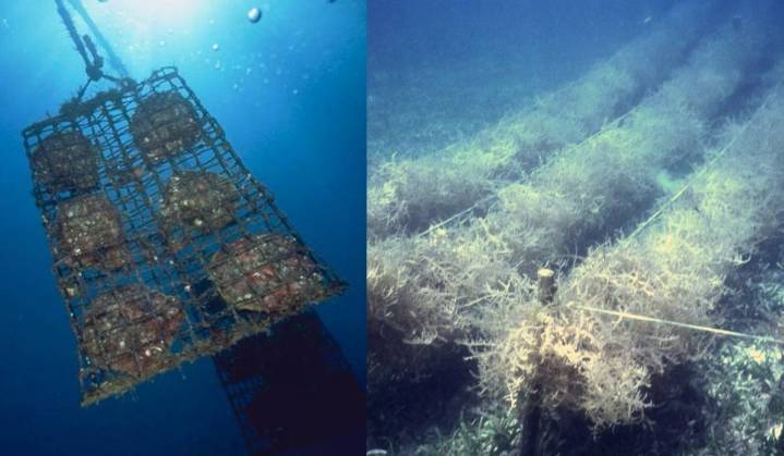 Applications Invited for Leasing of Sea Areas for Seaweed Farming and Pearl Culture in A & N Islands