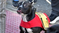 Brevard Humane Society groundbreaking for upgrade of Adoption Center
