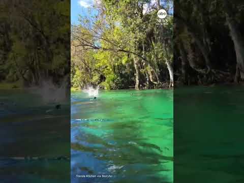 Feral monkeys cannonball into water in Florida