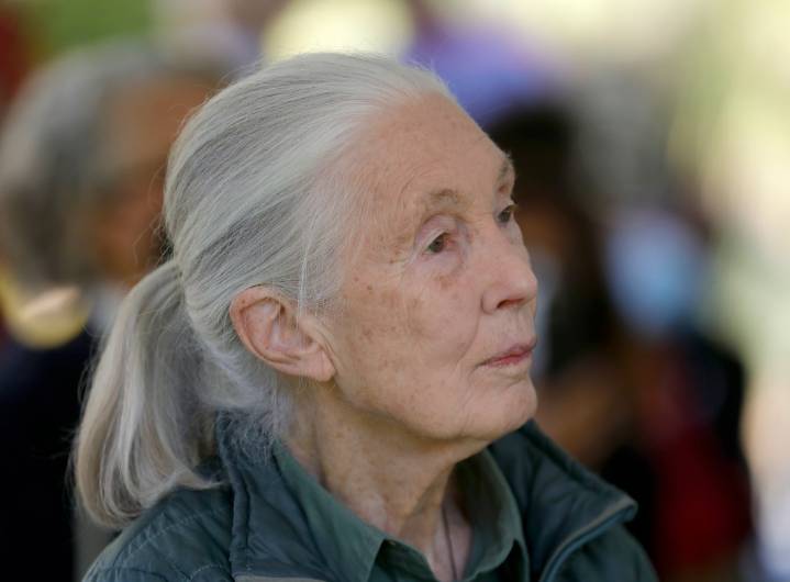 Conservationist Jane Goodall, whose work revolutionized the study of primates, has died