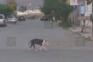 Pitbull en abandono ataca a adulto mayor en Riberas de Sacramento