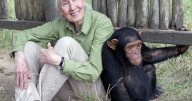 Jane Goodall, who transformed understanding of humankind by studying chimpanzees, dies at 91