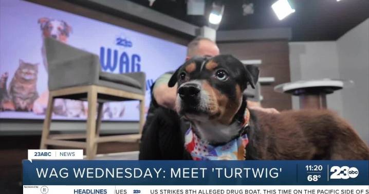Wag Wednesday: Meet Turtwig from Kern County Animal Services