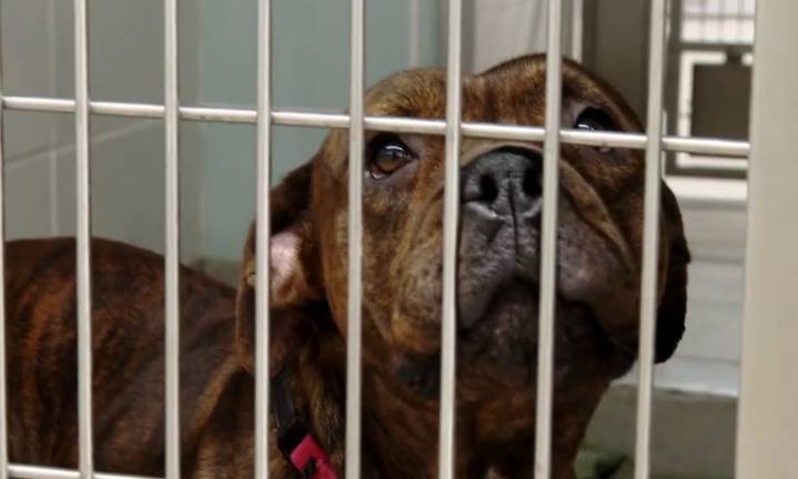 Broward Animal Care waives adoption fees during ‘Fall in Love’ campaign