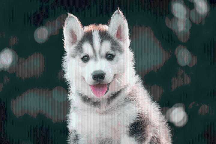 11 Beautiful Dog Breeds That Could Make A Career Out Of Posing