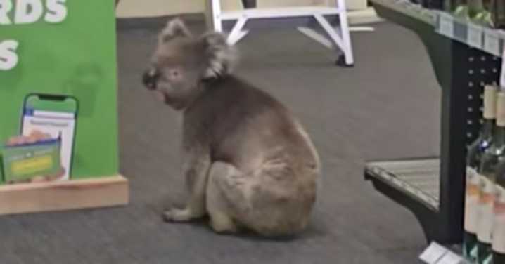 Kangaroo Island: Unusual customer heads to South Australia bottle shop's beer fridge
