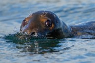 Republicans try to weaken 50-year-old law protecting whales, seals and polar bears