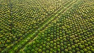 Businesses look to import palm oil sustainably as EU legislation bites