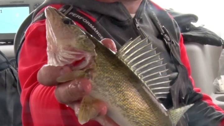 Upper Red Lake Winter Walleye Limit Lowered to 4 for 2025