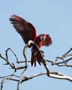 Corrientes: mataron con una gomera al guacamayo rojo "Charrúa"
