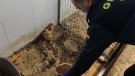 ¡Qué tristeza! Encontraron 250 animales muertos dentro de un “criadero del horror” en España