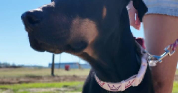 'There is miracles and hope': Family reunited with furry family member 4 months after London tornado