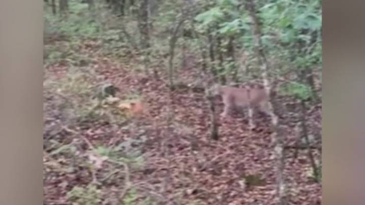Video of mountain lion spotted in Arkansas goes viral after woman’s surprise encounter