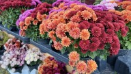 The Best Mums To Plant In Your Garden For Blooms All Fall Long