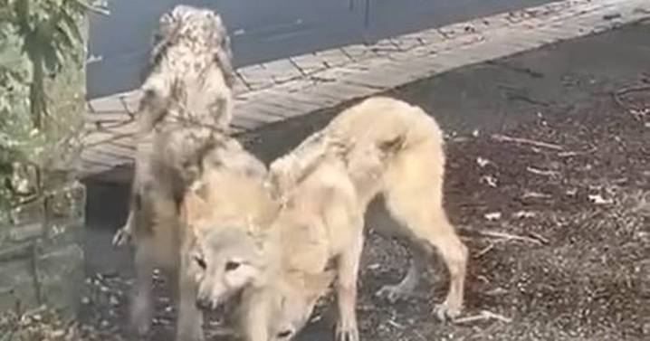 'Wolves' seen roaming Preston streets detained by police dog handlers as investigation launched