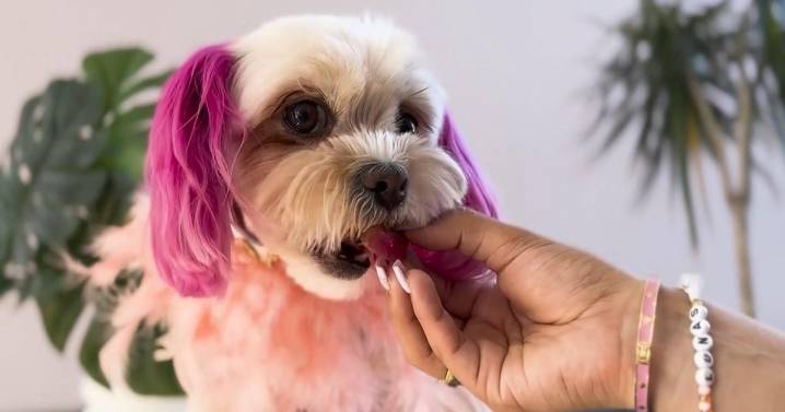 Mishka Dog Boutique in San Francisco taking canine care to luxurious levels