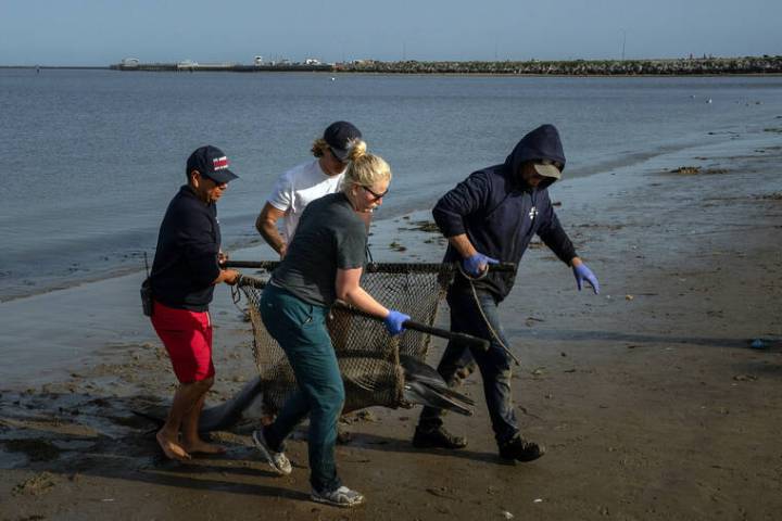 Marine mammals are dying in record numbers along the California coast