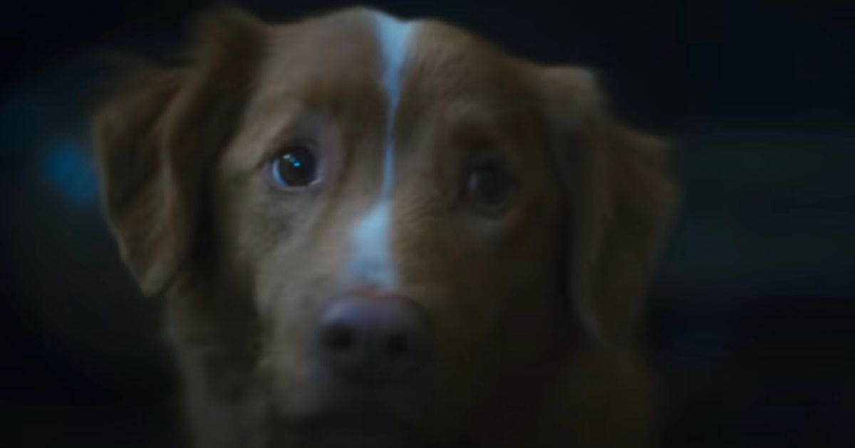 Dog begs for Oscar Award with tear-jerking letter - 'Am I not a good enough boy'