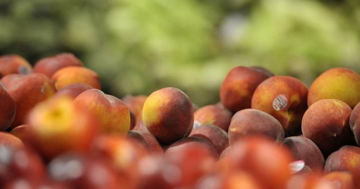 Idaho to pause SNAP benefits due to federal government shutdown