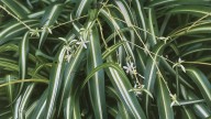 Esta es la planta ideal par tu baño: absorbe moho, humedad y los peores olores