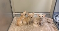 Dogs and cats rescued from ‘hoarder-like’ abandoned apartment