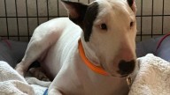 Trooper the dog's new owner upset over dropped charges