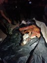 Decomisan más de 200 kilos de carne en mal estado en un local del macrocentro