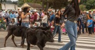 Righetti FFA students showcase skills at Los Alamos Old Days celebration
