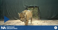 Liberaron a una hembra de yaguareté en el Parque Nacional El Impenetrable