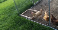 Missouri's backyard chicken law unconstitutional, judge says